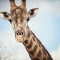 Giraffe Portrait I Mural Wallpaper - pure wallpaper artwork