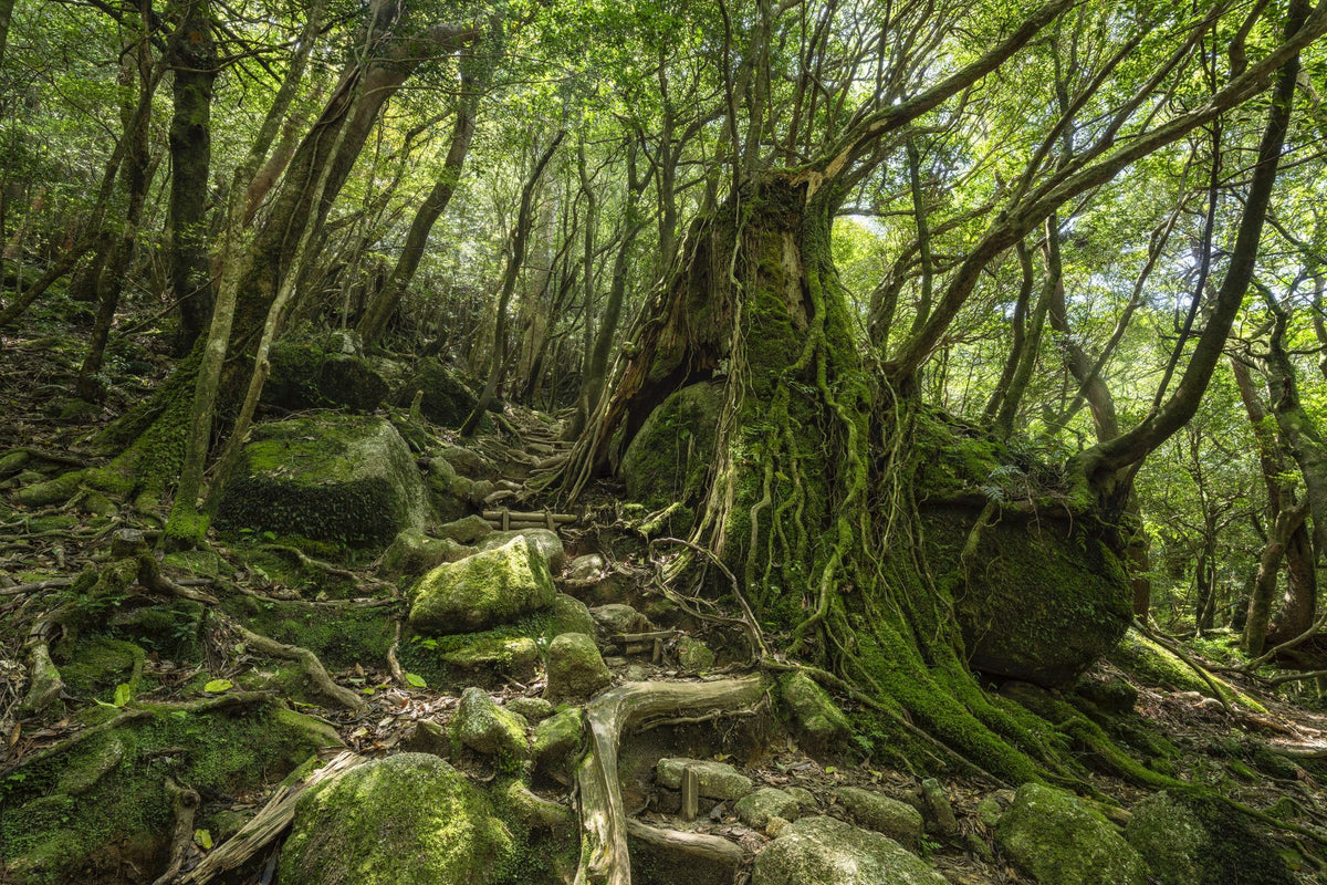Moss Forest Mural Wallpaper - pure wallpaper artwork