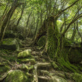 Moss Forest Mural Wallpaper - pure wallpaper artwork
