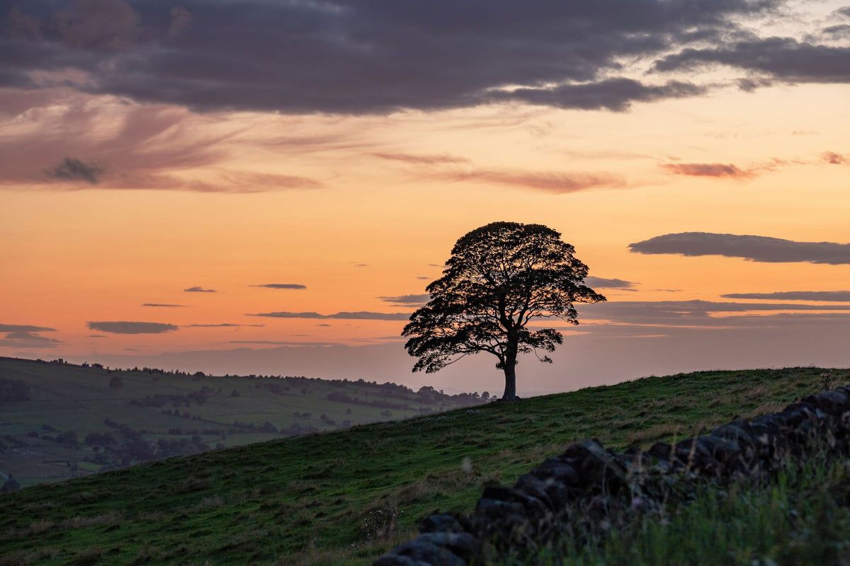 Sunset Sentinel Mural Wallpaper - pure wallpaper artwork