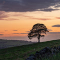 Sunset Sentinel Mural Wallpaper - pure wallpaper artwork