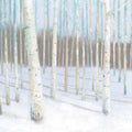 Winter Birch Mural Wallpaper - pure wallpaper artwork