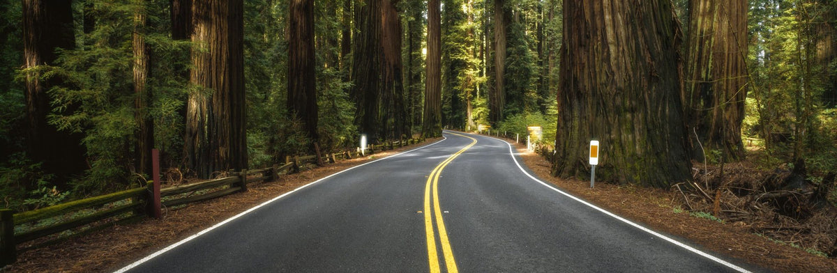 Redwood Odyssey Mural Wallpaper - pure wallpaper artwork