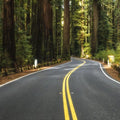 Redwood Odyssey Mural Wallpaper - pure wallpaper artwork
