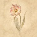 May Wonder Tulip Mural Wallpaper - pure wallpaper artwork