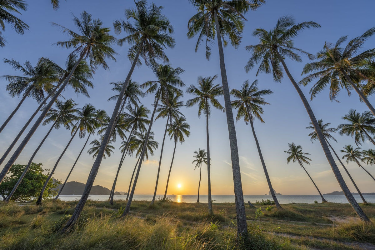 Golden Hour Palms Mural Wallpaper - Neutral Tone - pure wallpaper artwork