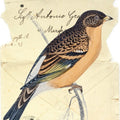 Mountain Finch Mural Wallpaper - pure wallpaper artwork