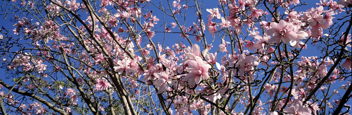 Blush Magnolia Sky Mural Wallpaper - pure wallpaper artwork
