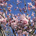 Blush Magnolia Sky Mural Wallpaper - pure wallpaper artwork