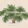 Palmier PL XXXI Mural Wallpaper - pure wallpaper artwork