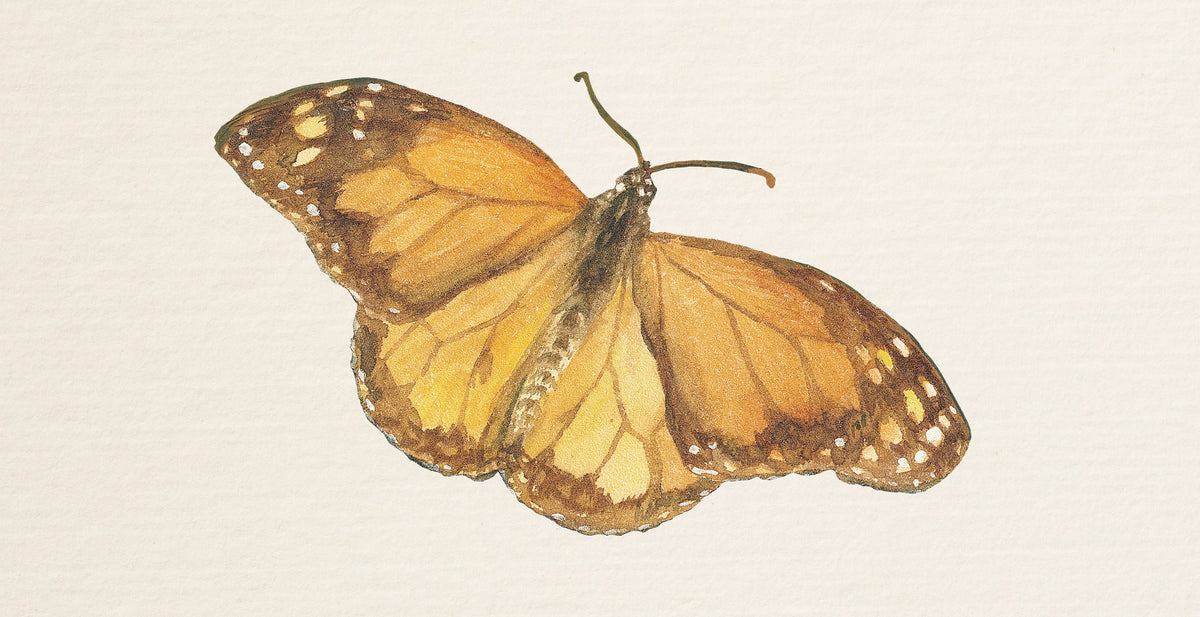 Honeybloom Butterfly III Mural Wallpaper - pure wallpaper artwork