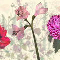 Poppy Float Mural Wallpaper - pure wallpaper artwork