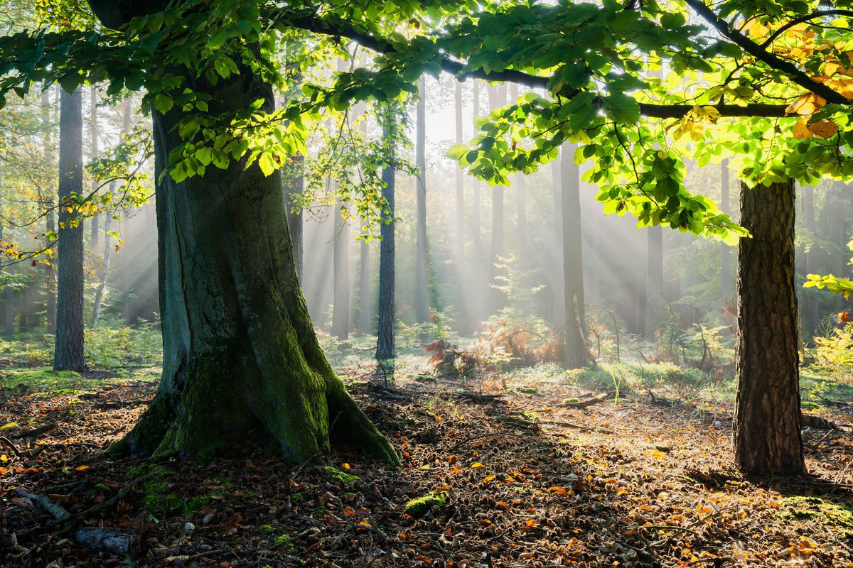 Mystical Forest Sunrays Mural Wallpaper - pure wallpaper artwork