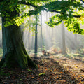 Mystical Forest Sunrays Mural Wallpaper - pure wallpaper artwork