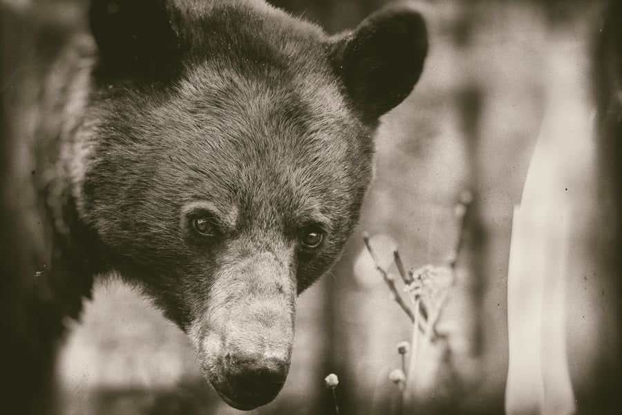 Bear Wetplate Mural Wallpaper