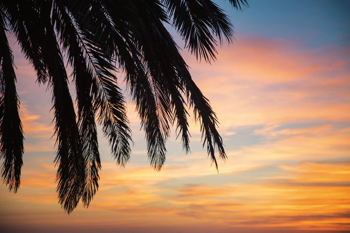 Sunset Palms I Mural Wallpaper - pure wallpaper artwork