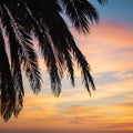 Sunset Palms I Mural Wallpaper - pure wallpaper artwork