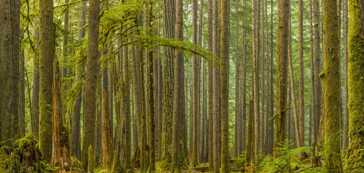 Ancient Trees Mural Wallpaper - pure wallpaper artwork
