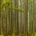 Ancient Trees Mural Wallpaper - pure wallpaper artwork