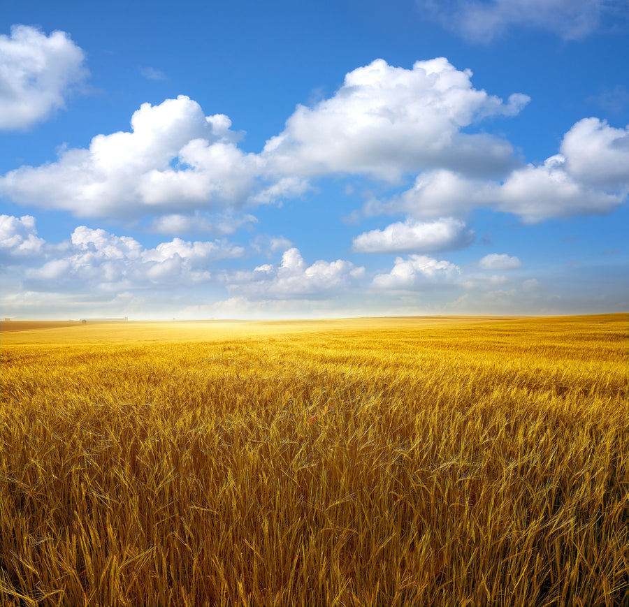Amber Field Sky II Mural Wallpaper