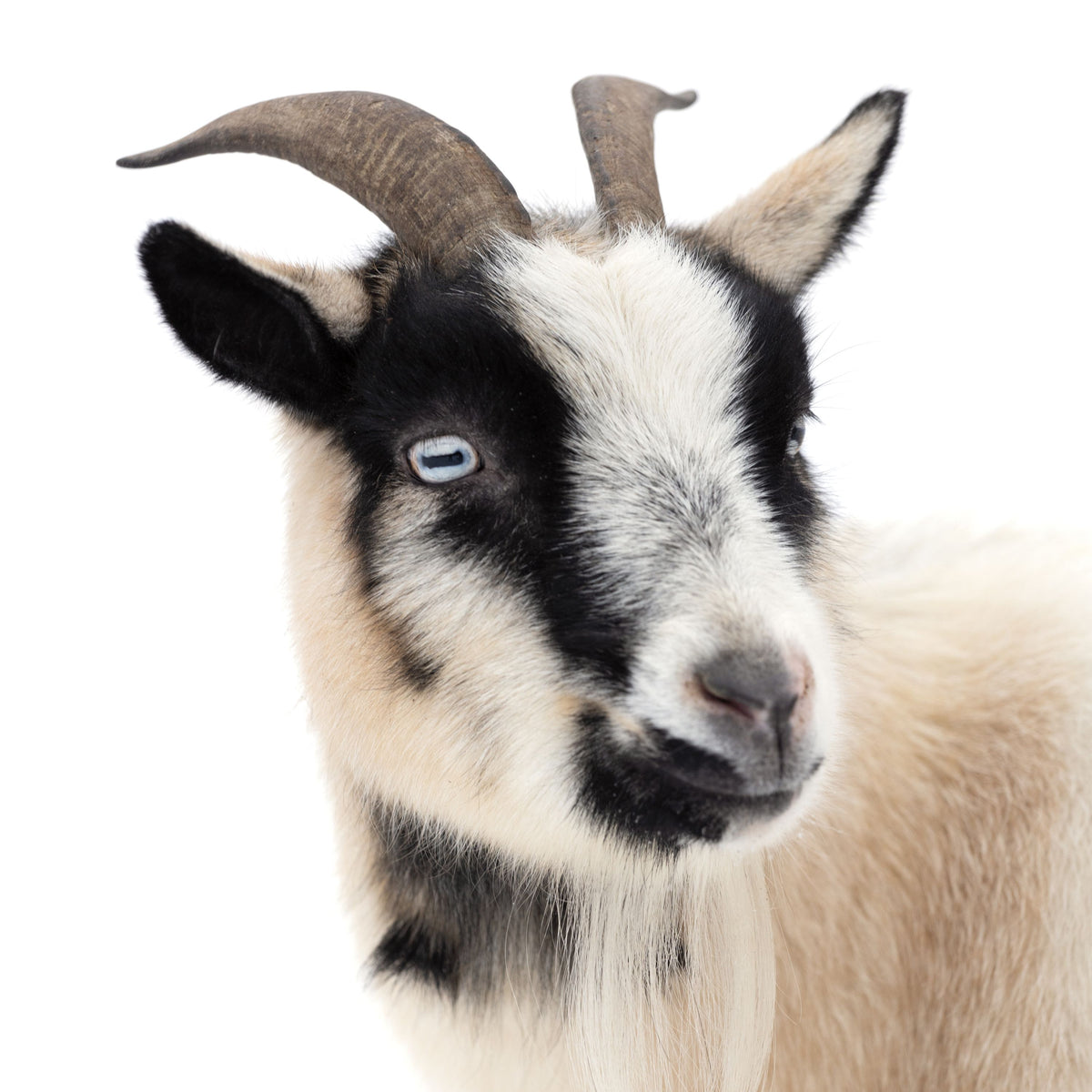 Pippa the Goat I Mural Wallpaper - pure wallpaper artwork