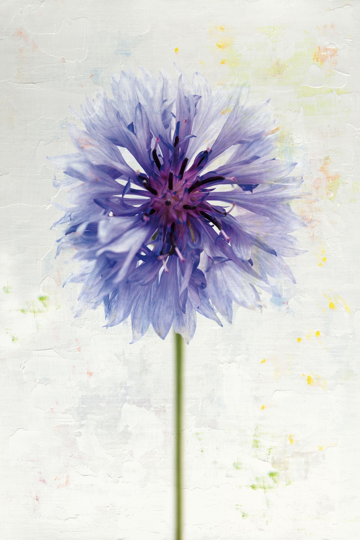 Wonderful Wildflowers X Mural Wallpaper - pure wallpaper artwork