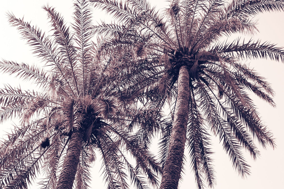Pink Palms Horizontal Mural Wallpaper - pure wallpaper artwork