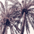 Pink Palms Horizontal Mural Wallpaper - pure wallpaper artwork