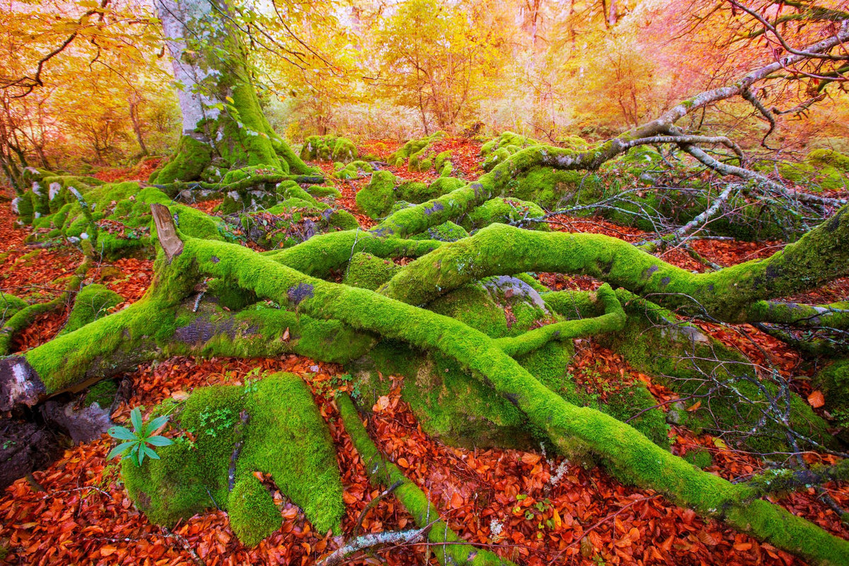 Pyrenees Moss II Mural Wallpaper - pure wallpaper artwork