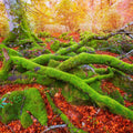Pyrenees Moss II Mural Wallpaper - pure wallpaper artwork