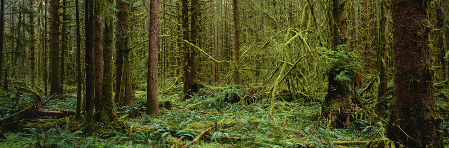 Ancient Moss Haven Mural Wallpaper
