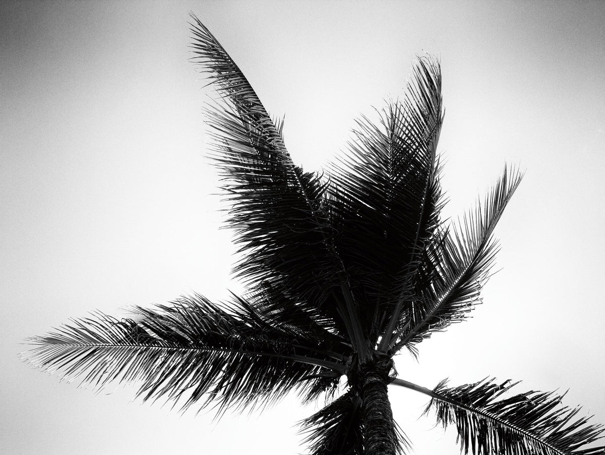 Palm Tree Looking Up IV Mural Wallpaper - pure wallpaper artwork