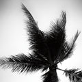 Palm Tree Looking Up IV Mural Wallpaper - pure wallpaper artwork