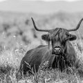 Meadow Guardian II Mural Wallpaper - pure wallpaper artwork