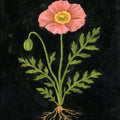 Vintage Poppy Mural Wallpaper - pure wallpaper artwork