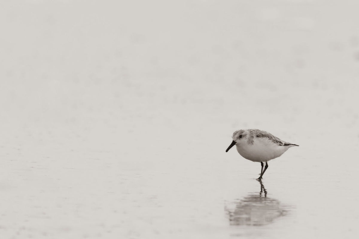 Tybee Island Sanderling Mural Wallpaper - pure wallpaper artwork