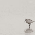 Tybee Island Sanderling Mural Wallpaper - pure wallpaper artwork