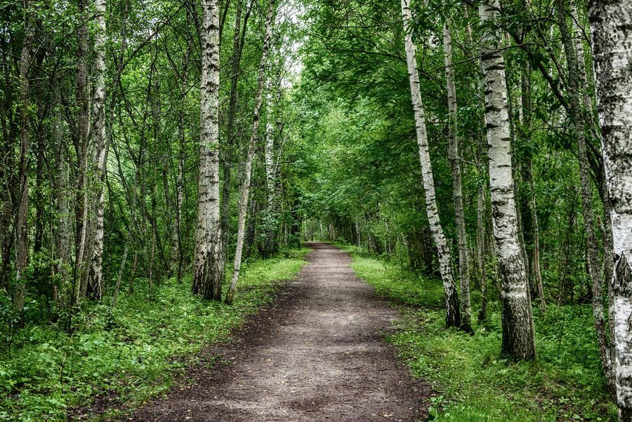 Dark Birch Forest Mural Wallpaper