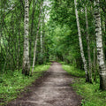 Dark Birch Forest Mural Wallpaper - pure wallpaper artwork