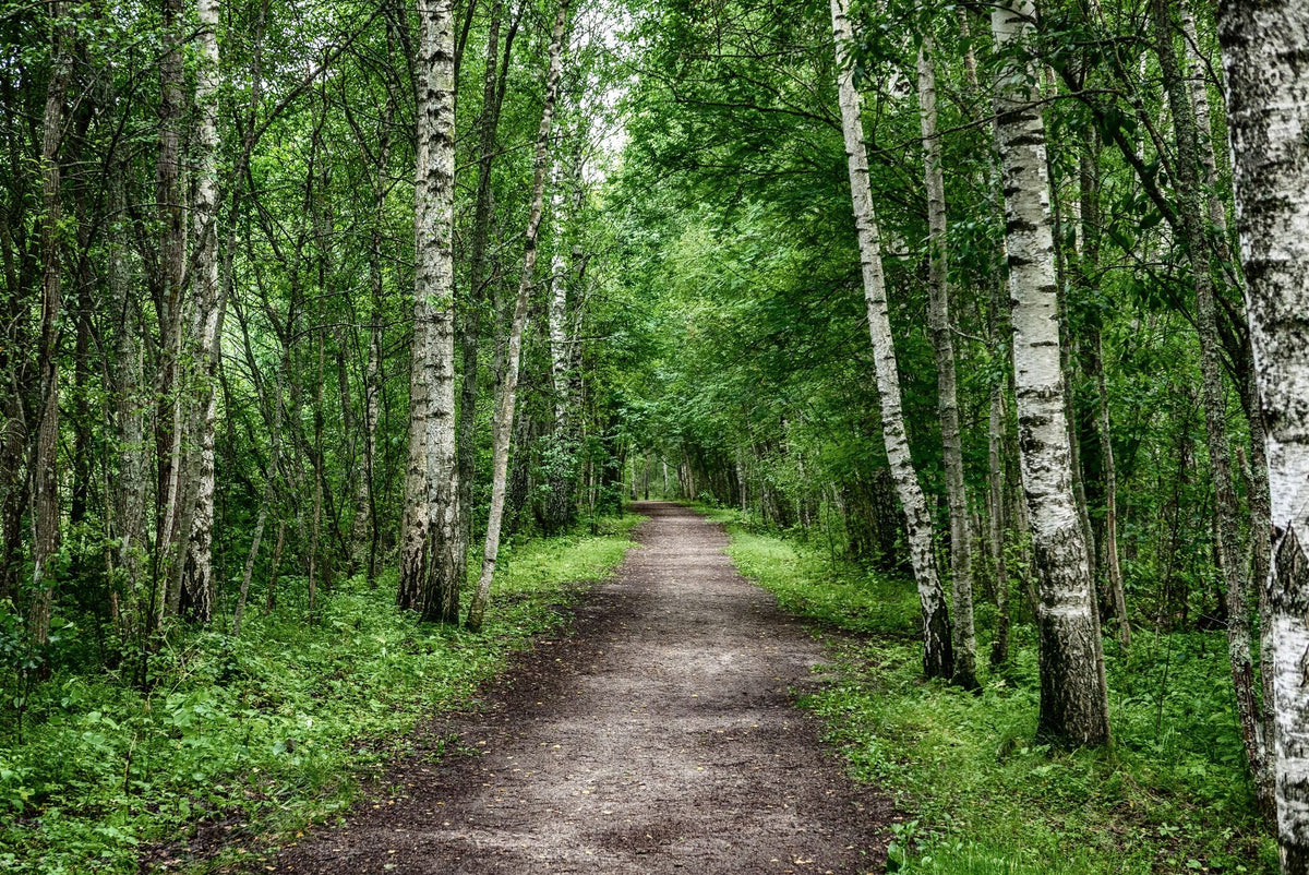 Dunkle Birkenwald Fototapete