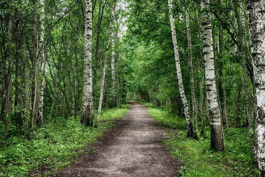 Forest Wallpaper Mural – Woodland Wall Mural – Dark Birch Forest printable artwork