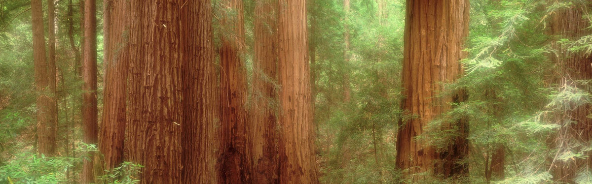 Majestic Redwoods Mural Wallpaper - pure wallpaper artwork