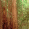Majestic Redwoods Mural Wallpaper - pure wallpaper artwork