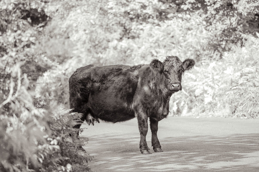 Cow on the Road I Mural Wallpaper