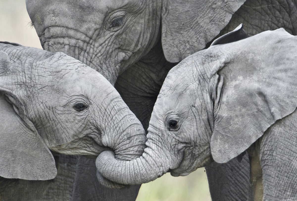 Elephant Greetings Photo Mural Wallpaper - pure wallpaper artwork