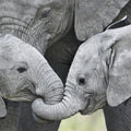 Elephant Greetings Photo Mural Wallpaper - pure wallpaper artwork