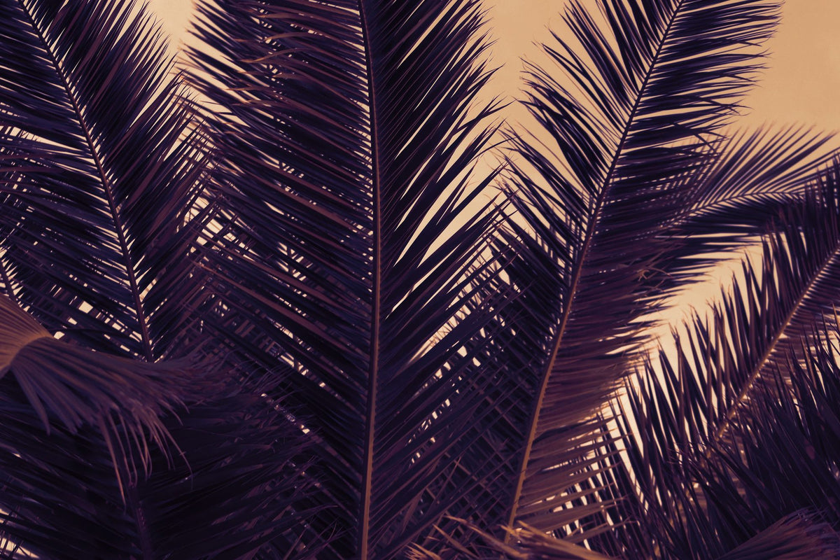 Shy Palm Leaves Mural Wallpaper - pure wallpaper artwork