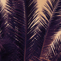 Shy Palm Leaves Mural Wallpaper - pure wallpaper artwork