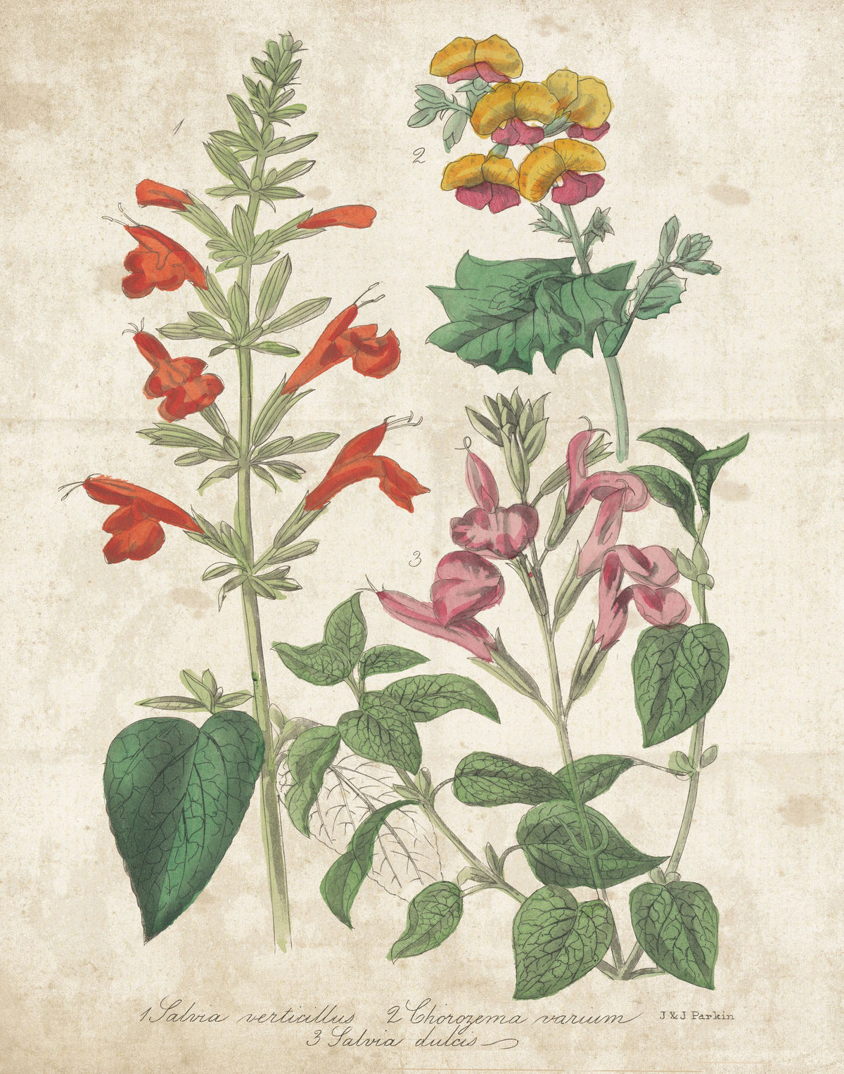 Salvia Florals Vintage I Mural Wallpaper - pure wallpaper artwork