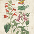 Salvia Florals Vintage I Mural Wallpaper - pure wallpaper artwork
